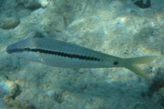 Parupeneus barberinus - Strichpunkt-Meerbarbe